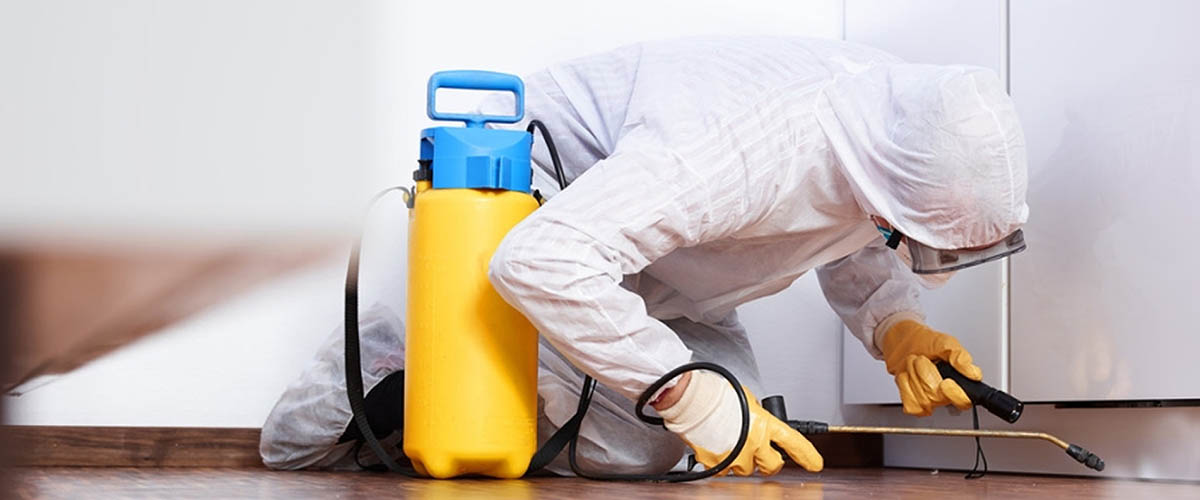 Pest Control in